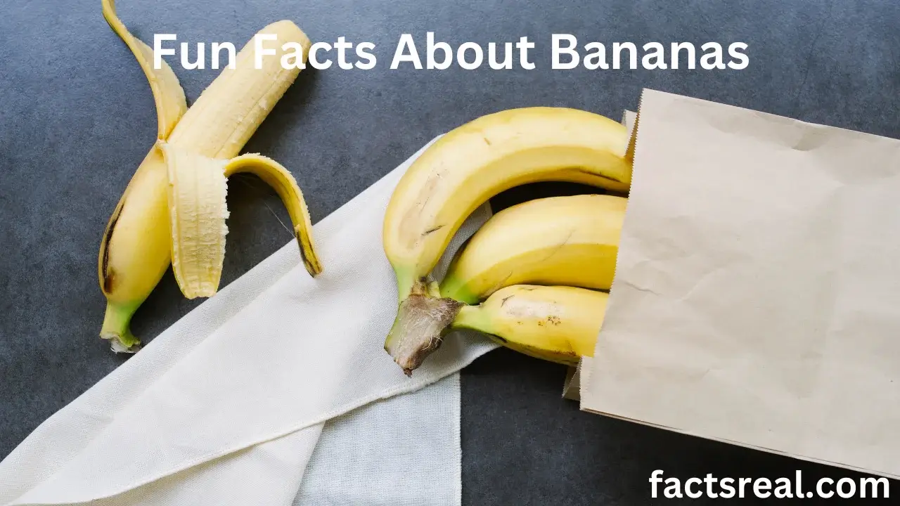 Fun Facts About Bananas