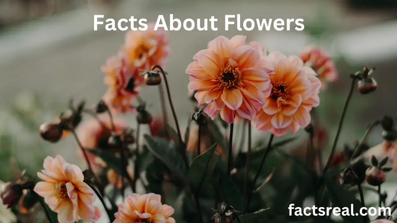 Facts about Flowers