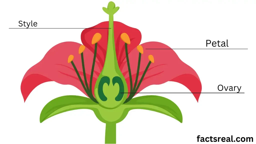 Anatomy of flowers