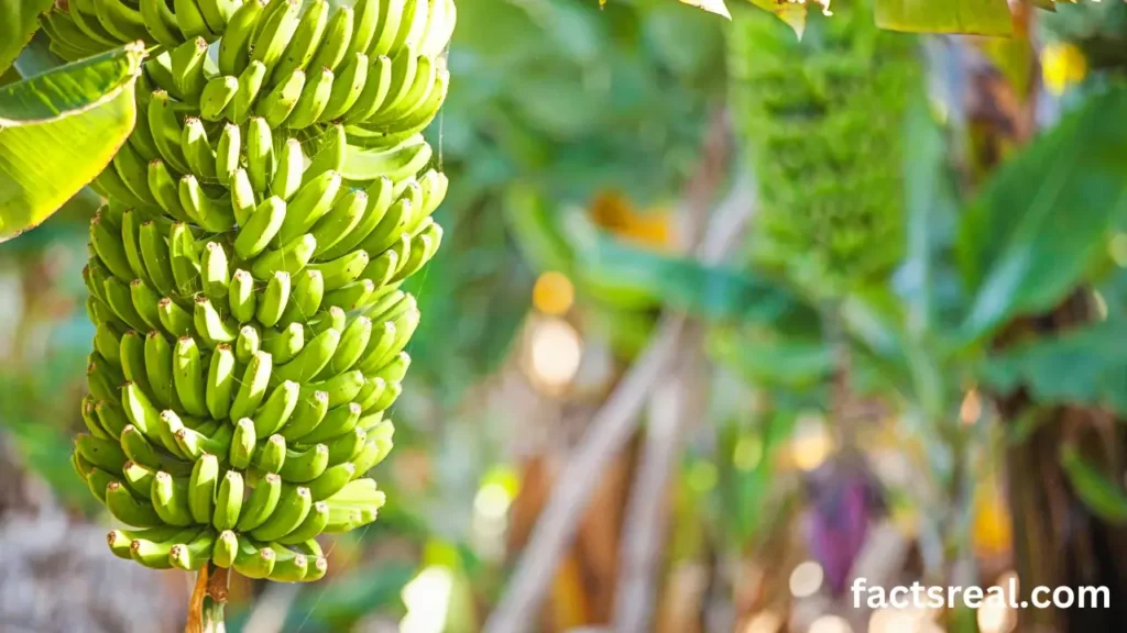 Banana Plant