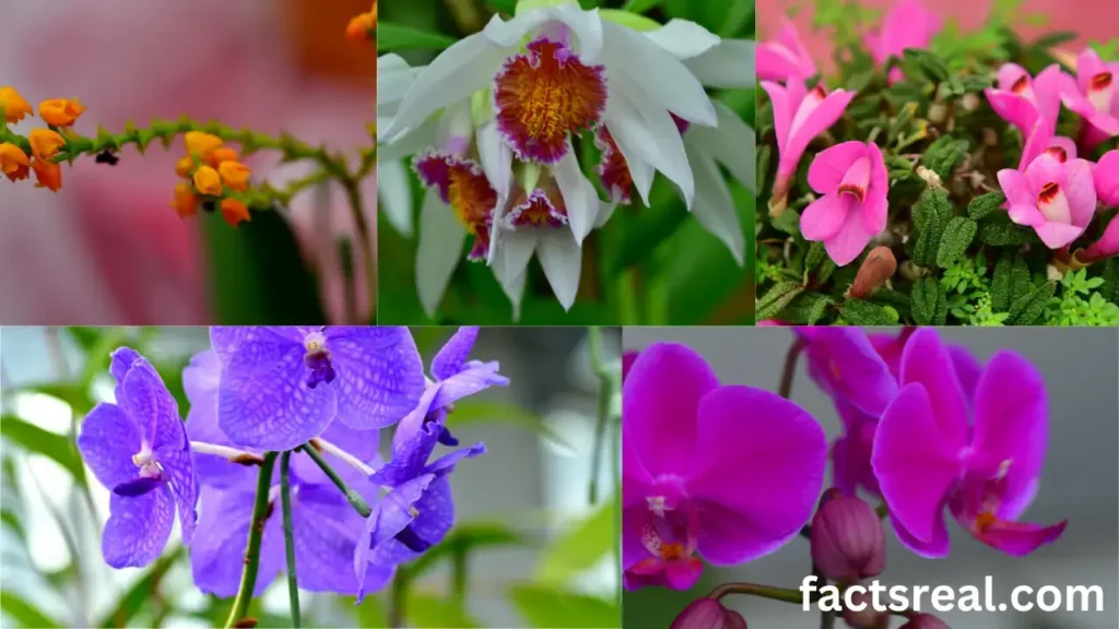 Diversity of flowers