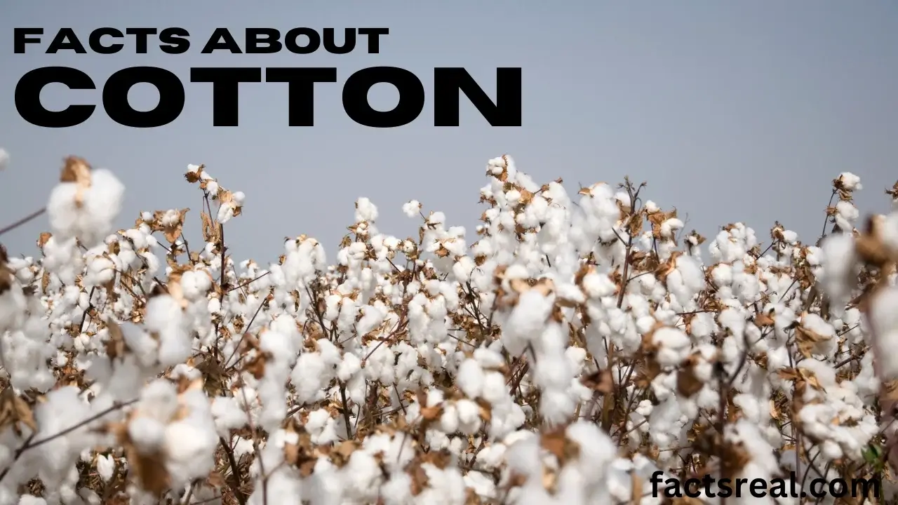 Facts About Cotton