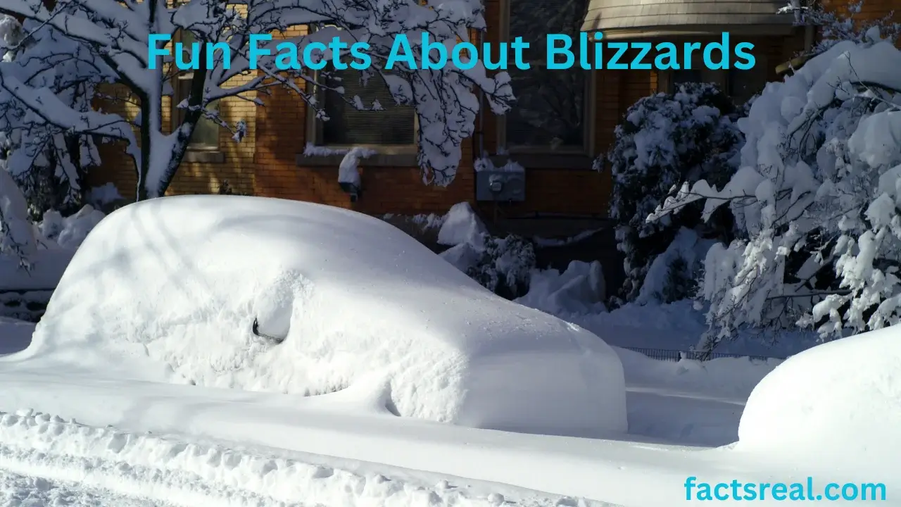 Fun Facts about Blizzards