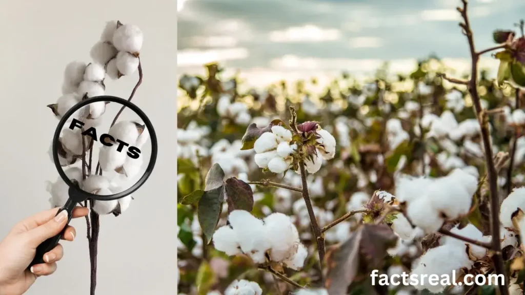 Fun Facts About Cotton