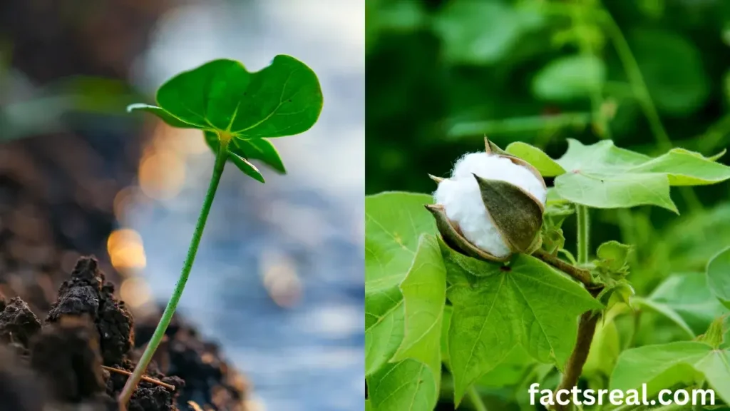 How Cotton is Grown