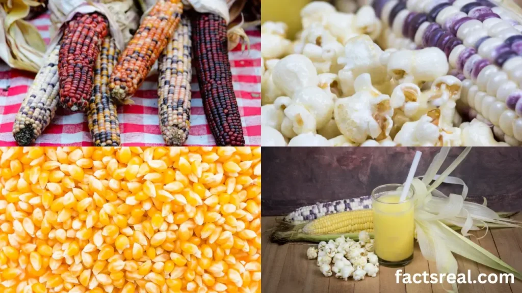 Types of Corn