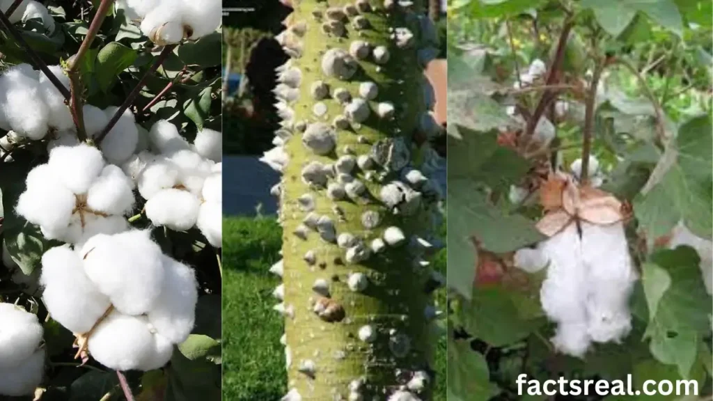 Types of Cotton