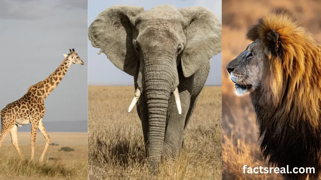 Animals of the Savanna