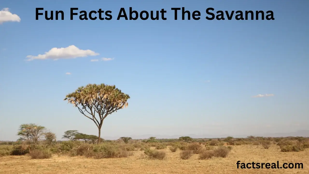 Fun Facts About The Savanna