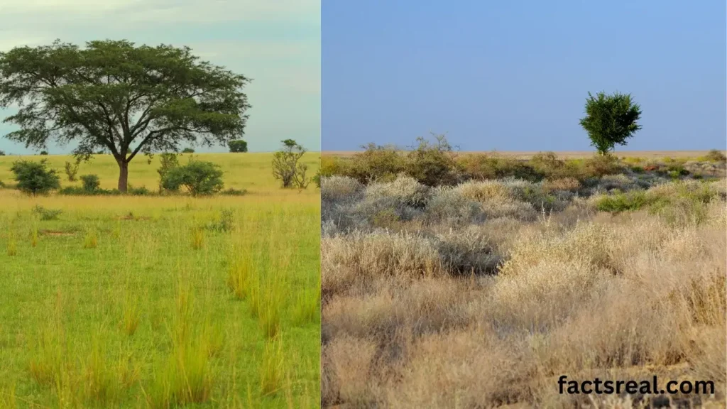 Unique Climate of the Savanna