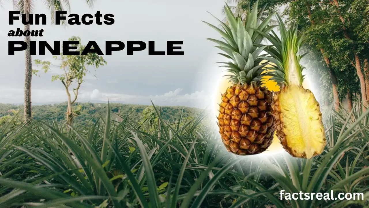 Fun Facts about Pineapple