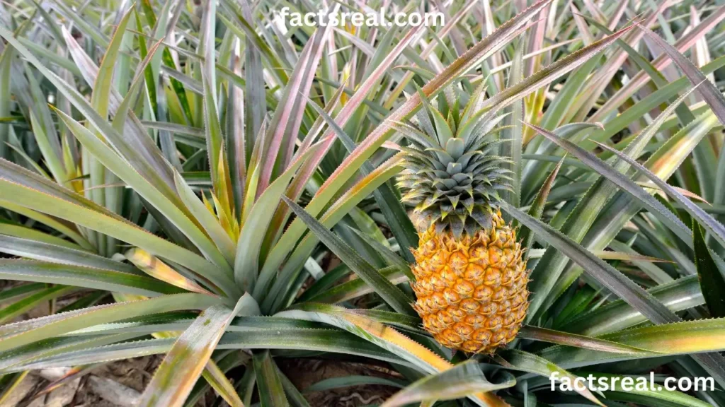 How Pineapples Grow