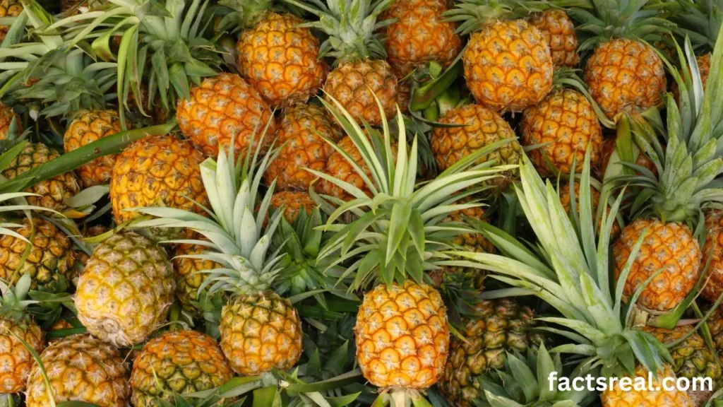 Pineapple Production Around the World