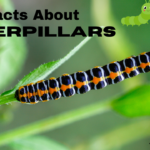 Fun Facts About Caterpillars