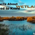  Fun Facts About Wetlands