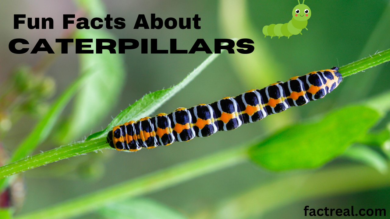 Fun Facts About Caterpillars