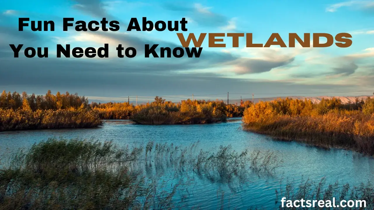  Fun Facts About Wetlands