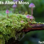 Fun Facts About Moss