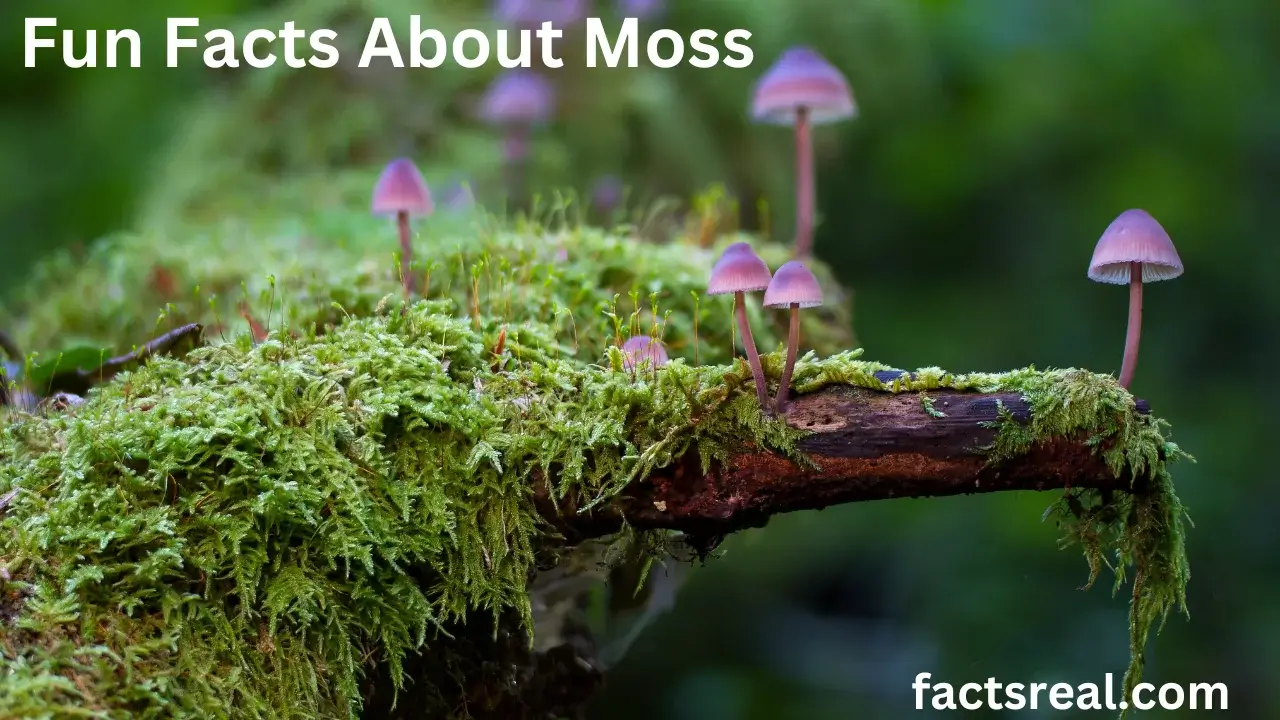 Fun Facts About Moss