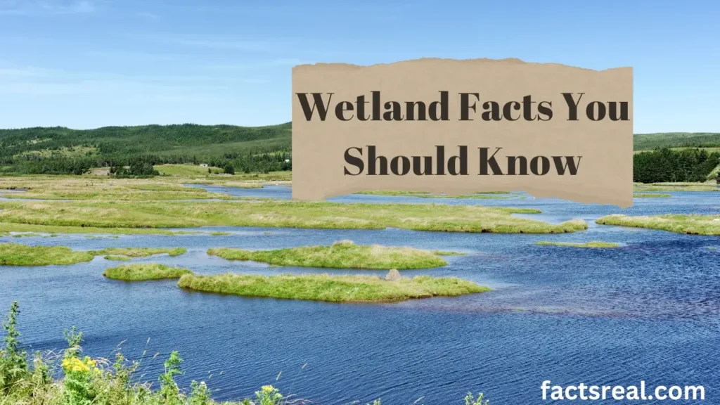 Wetland Facts You Should Know